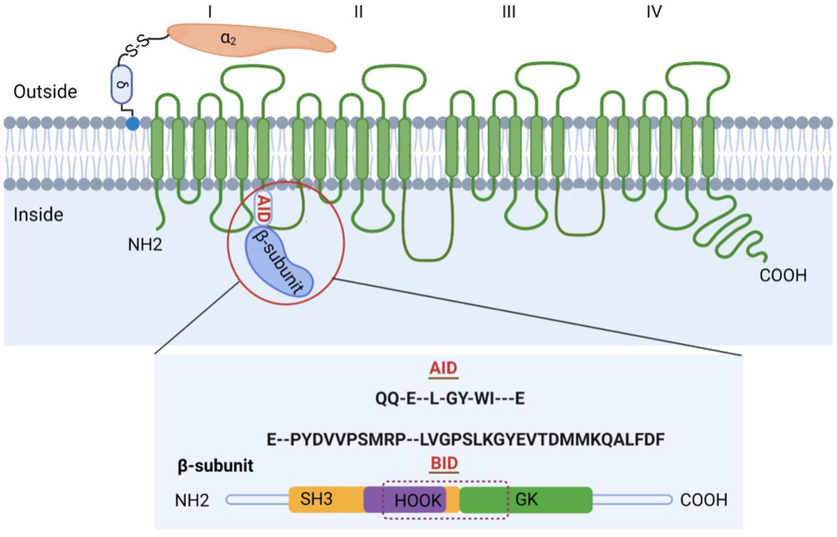 β subunits of voltage-gated calcium channels in cardiovascular diseases